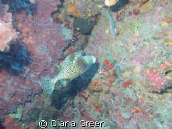 Trunk Fish begging for his picure to be taken by Diana Green 